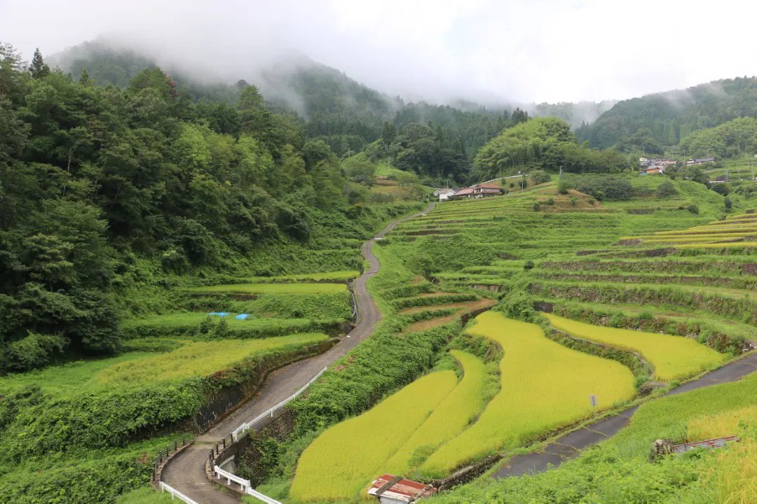 🏞️ 이니 계단식 논(이니노타나다) 이미지 4